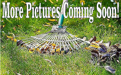 Picture of a rake on grass and leaves